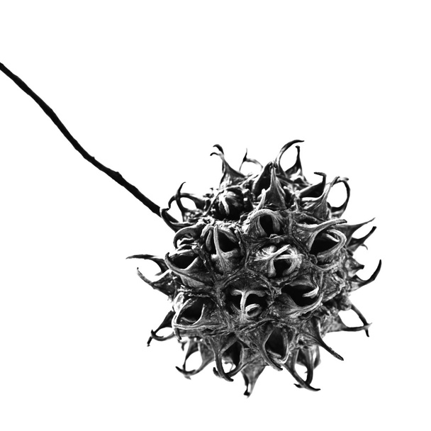 Cápsula de sementes de Sweetgum preto e branco
 - Foto, Imagem