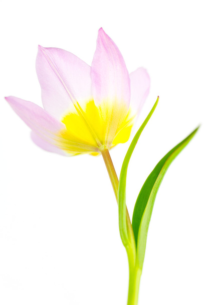 Közelkép az alsó rózsaszín és yellw fajok tulipán. - Fotó, kép