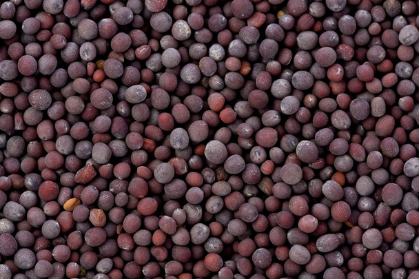 Чорна гірчиця насіння (капуста nigra) - Фото, зображення