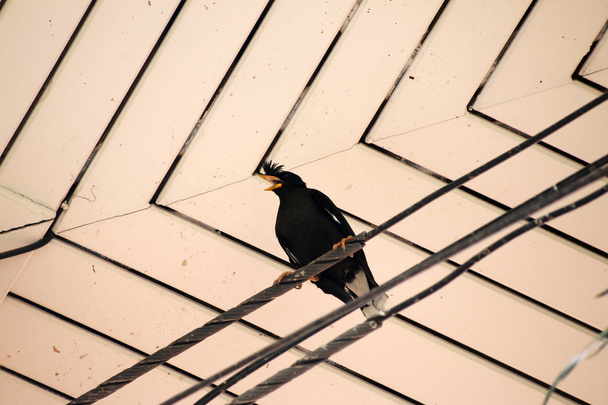 Pássaro de pé sob o telhado
 - Foto, Imagem