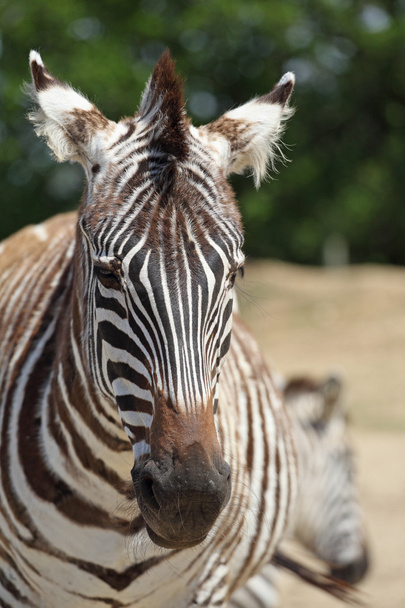 Zebra in zoo - Photo, image