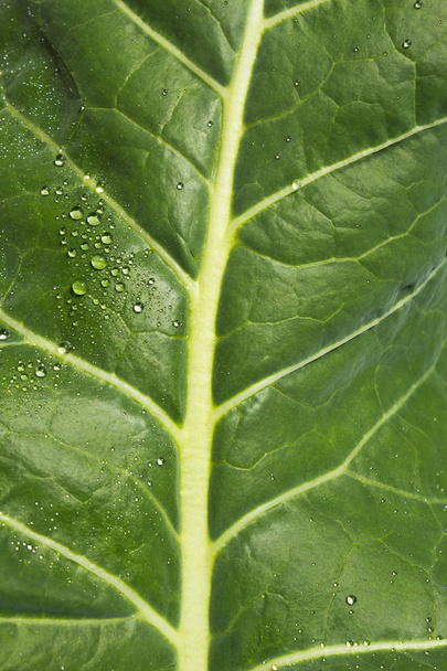 groene plantaardige blad - Foto, afbeelding