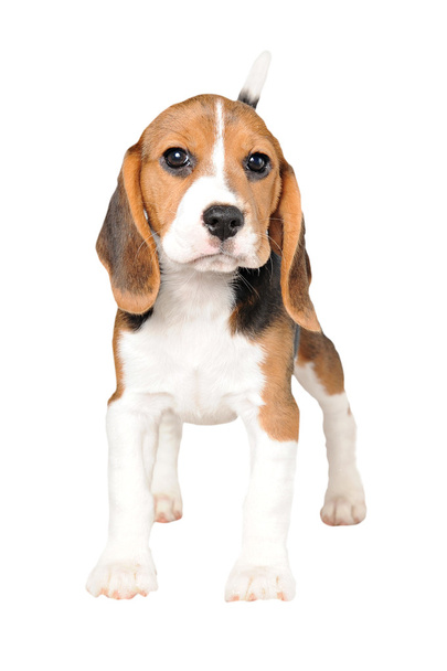 Beagle sobre fondo blanco
 - Foto, Imagen