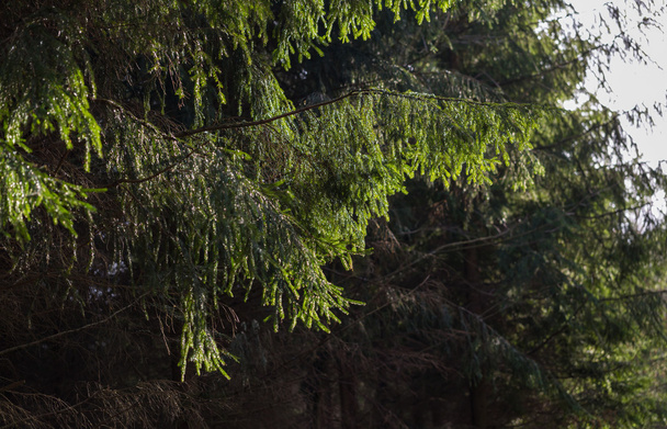 Spruce branches in dark forest - Foto, afbeelding