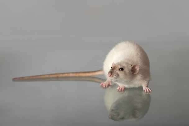 krysa s dlouhým ocasem - Fotografie, Obrázek