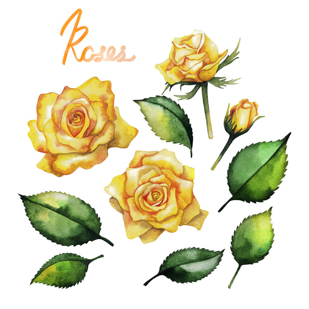 Акварель троянд колекції
 - Фото, зображення