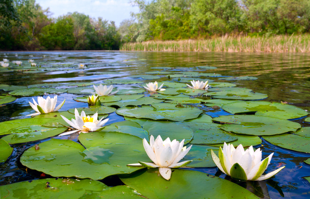 lilys gölet üzerinde su - Fotoğraf, Görsel