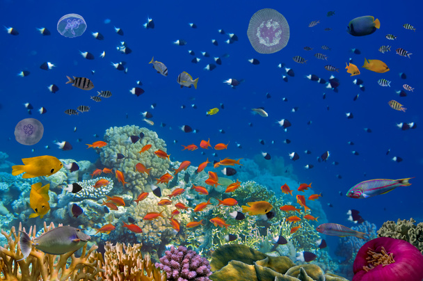 Colorful reef underwater landscape with fishes and corals - Photo, Image