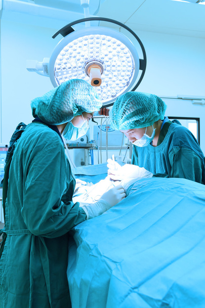 two veterinarian surgeons in operating room - Foto, afbeelding