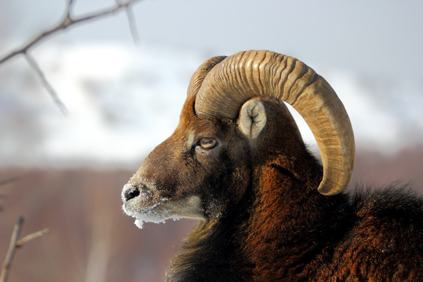 Mouflon macho en invierno
 - Foto, Imagen