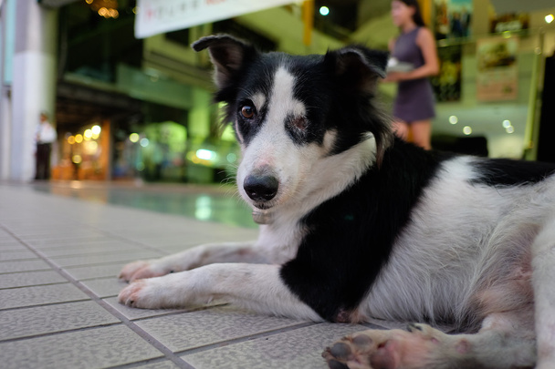 Thailand Dog (um olho) Looking a Hope - (Foco seletivo
) - Foto, Imagem