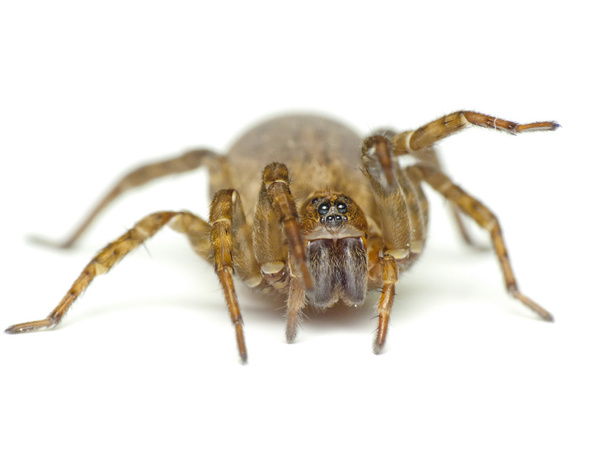 Pavouk izolovaný na bílém - Fotografie, Obrázek