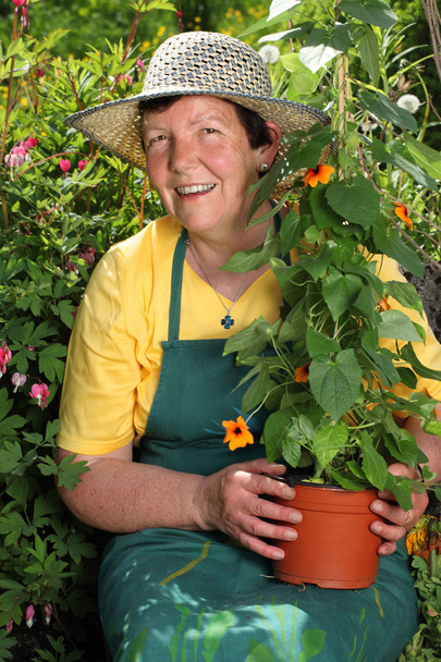 Senior woman gardener - 写真・画像