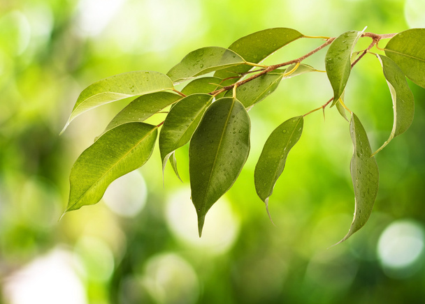 Green leafs - Foto, Bild