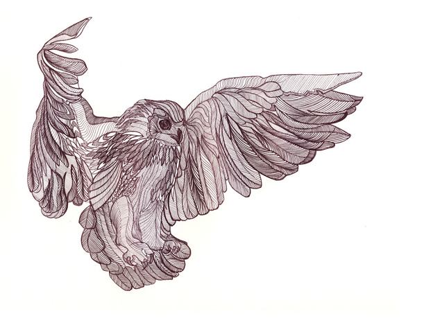 Graphic illustration of flying owl. Black and white style.  - Foto, Bild