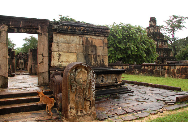 ruiny Polonnaruvy a pes - Fotografie, Obrázek