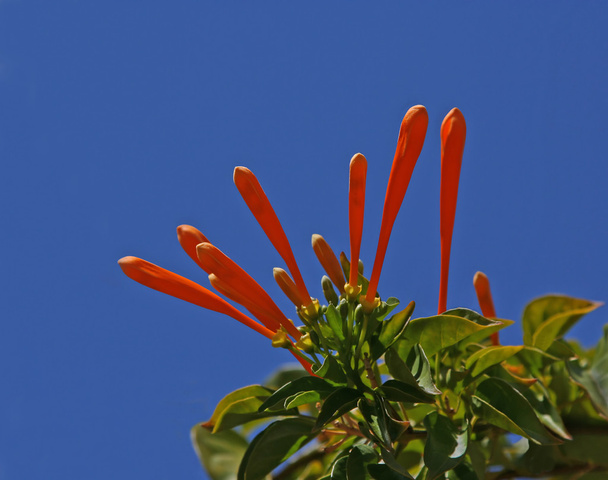 オレンジ色のスイカズラ - 写真・画像
