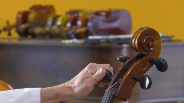 der Lautenspieler stimmt die vier Saiten des Cellos - Filmmaterial, Video