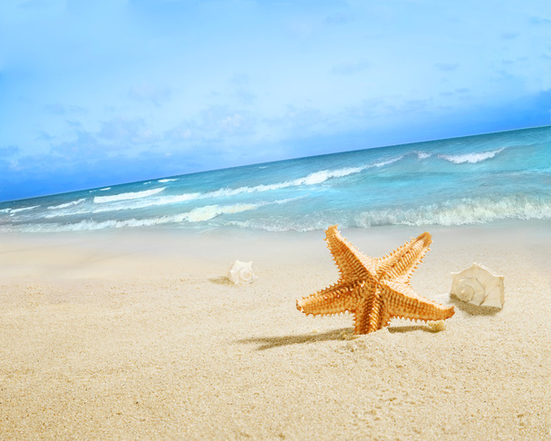 L'étoile de mer sur la plage
. - Photo, image