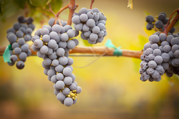 Пышный, спелый виноград на виноградной лозе
 - Фото, изображение