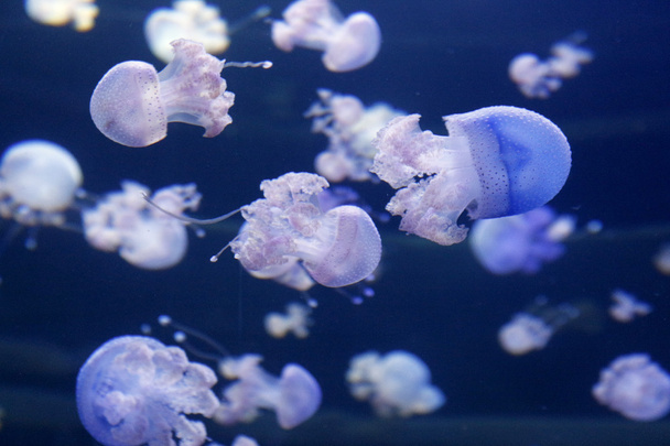 Une méduse rose nage dans un aquarium
.  - Photo, image