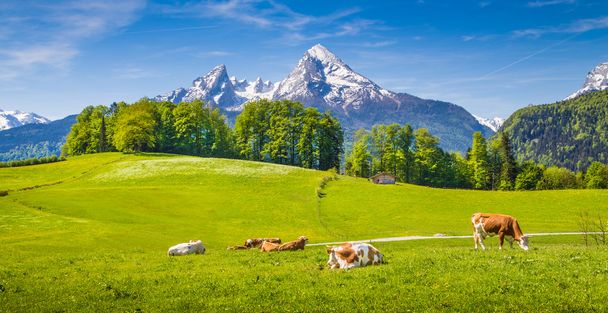 Yeşil çayırlar üzerinde otlatma inek ile Alpleri'nde pastoral manzara - Fotoğraf, Görsel