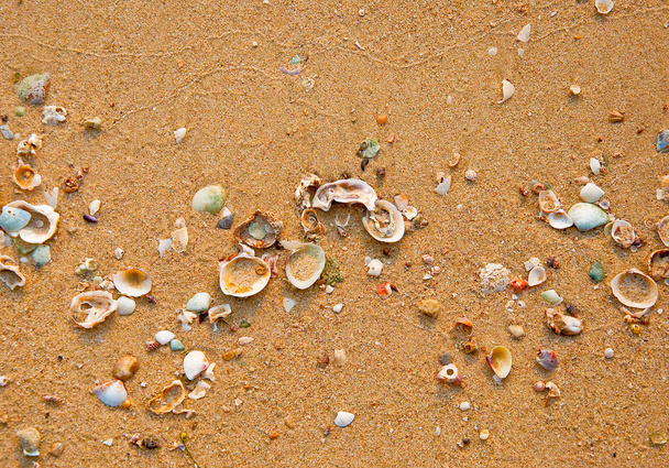 Раковини з піском як тло - Фото, зображення