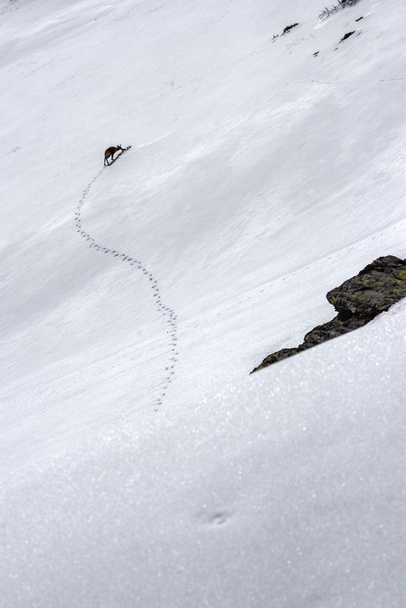 chamois and footprints in the snow - Zdjęcie, obraz