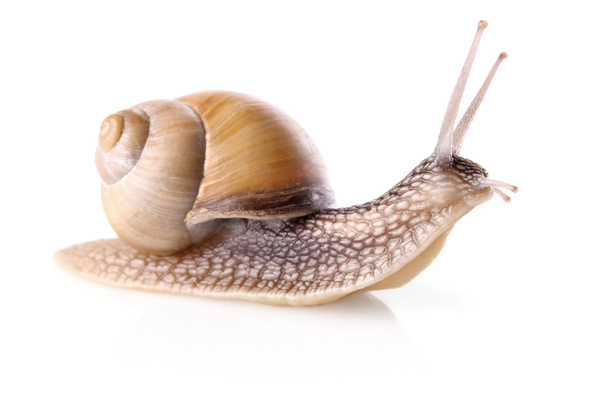 Garden snail (Helix aspersa) - Photo, Image