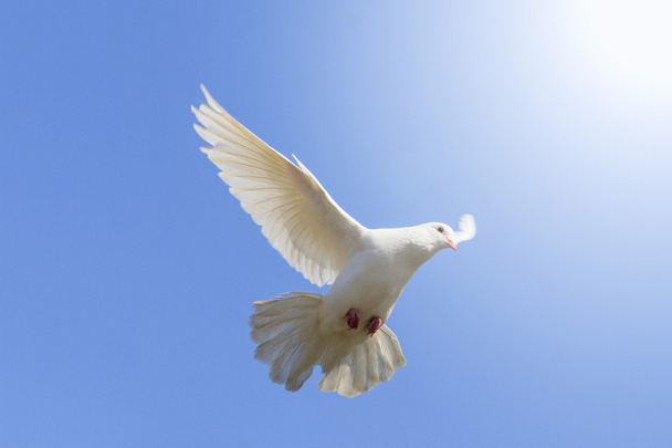 Colomba bianca che vola su uno sfondo di cielo blu
 - Foto, immagini