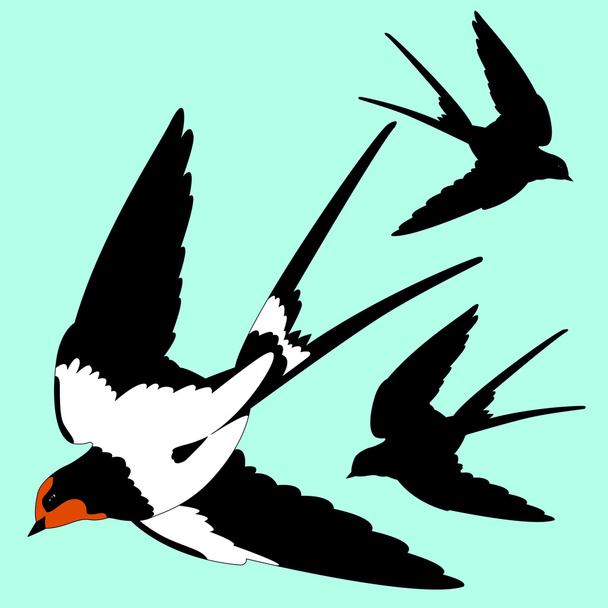 Swallow black silhouette - Vector, Image