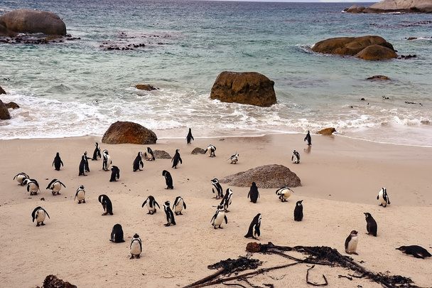 Пінгвіни на пляжі, місто Сімонс, Південно-Африканська Республіка - Фото, зображення