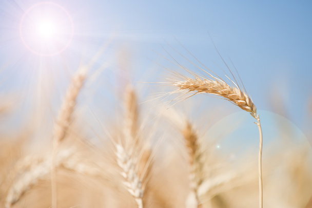 Buğday tarlası - Fotoğraf, Görsel