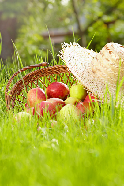 赤いリンゴと緑の草の庭のバスケット - 写真・画像