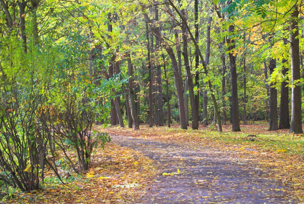 Empty autumn footpath - Фото, изображение