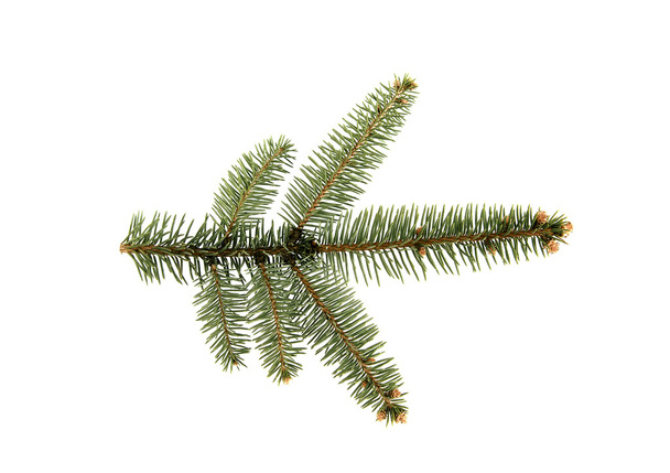 Branch of fir tree. - Photo, Image