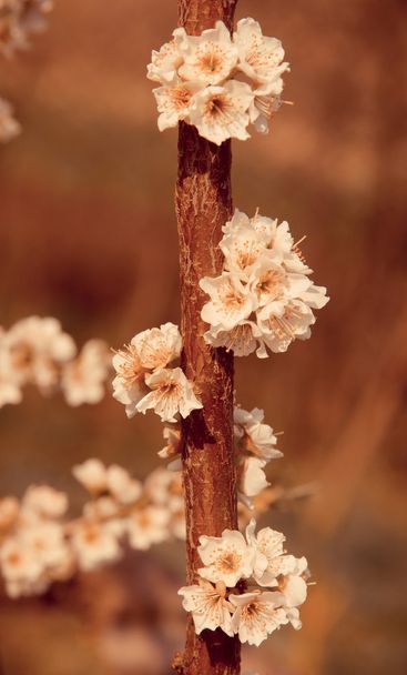 Au printemps. Branche de floraison
 - Photo, image
