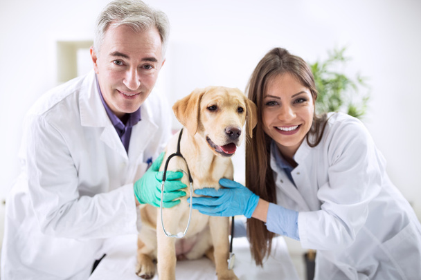 Equipo de retrato de veterinario con perro
 - Foto, Imagen