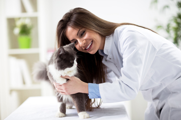 Persian cat with veterinarian doctor - Фото, зображення