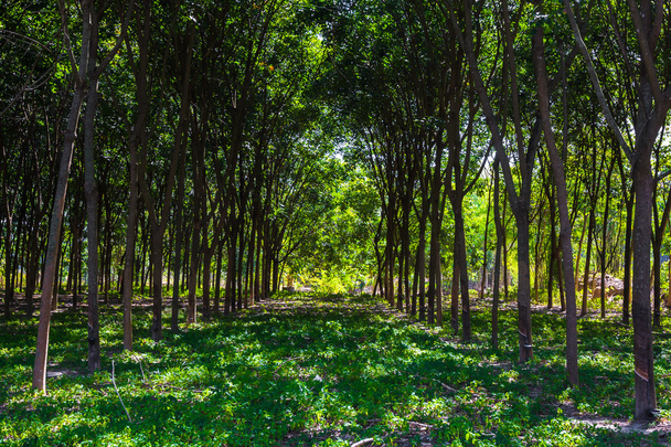 πολλή δέντρο από καουτσούκ - Φωτογραφία, εικόνα