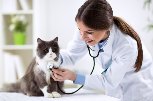 Persian cat with veterinarian doctor - 写真・画像