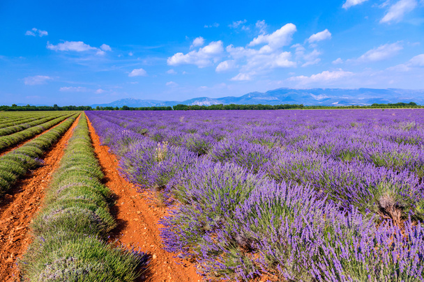 Lavendelfeld Sommerlandschaft in der Nähe von Valensole - Foto, Bild