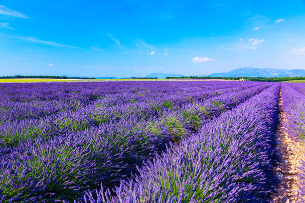 Lavendelfeld Sommerlandschaft in der Nähe von Valensole - Foto, Bild