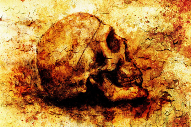 Skull of the person on a white background. - 写真・画像