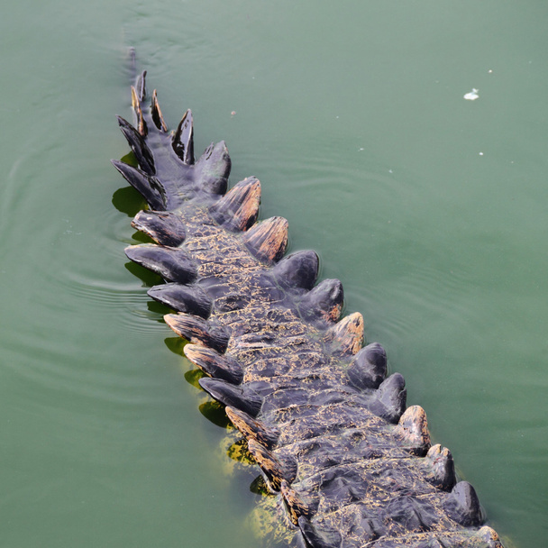 Farok a krokodil - Fotó, kép
