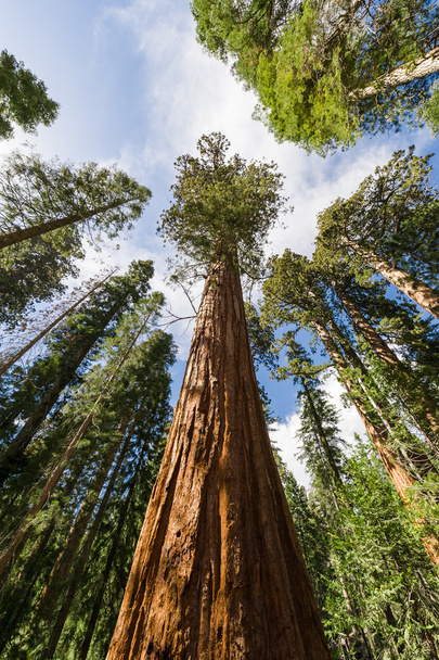 Towering view of sequoia redwood trees - Фото, зображення