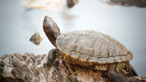turtle, Red-eared slider or "Trachemys scripta elegans" sunbathe on waterline, HD - Metraje, vídeo