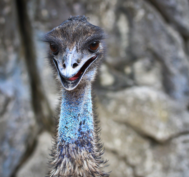 emu bird in zoo - Fotografie, Obrázek