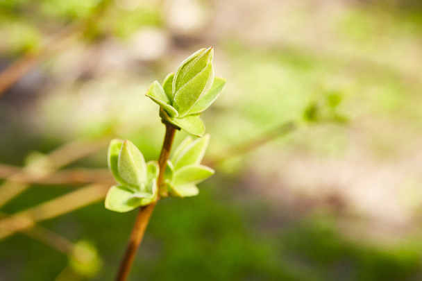 Eerste groene lente bladeren - Foto, afbeelding