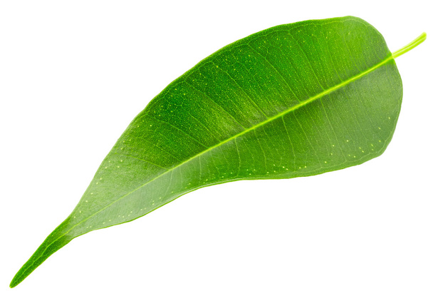 φυσικό πράσινο φύλλο - Φωτογραφία, εικόνα